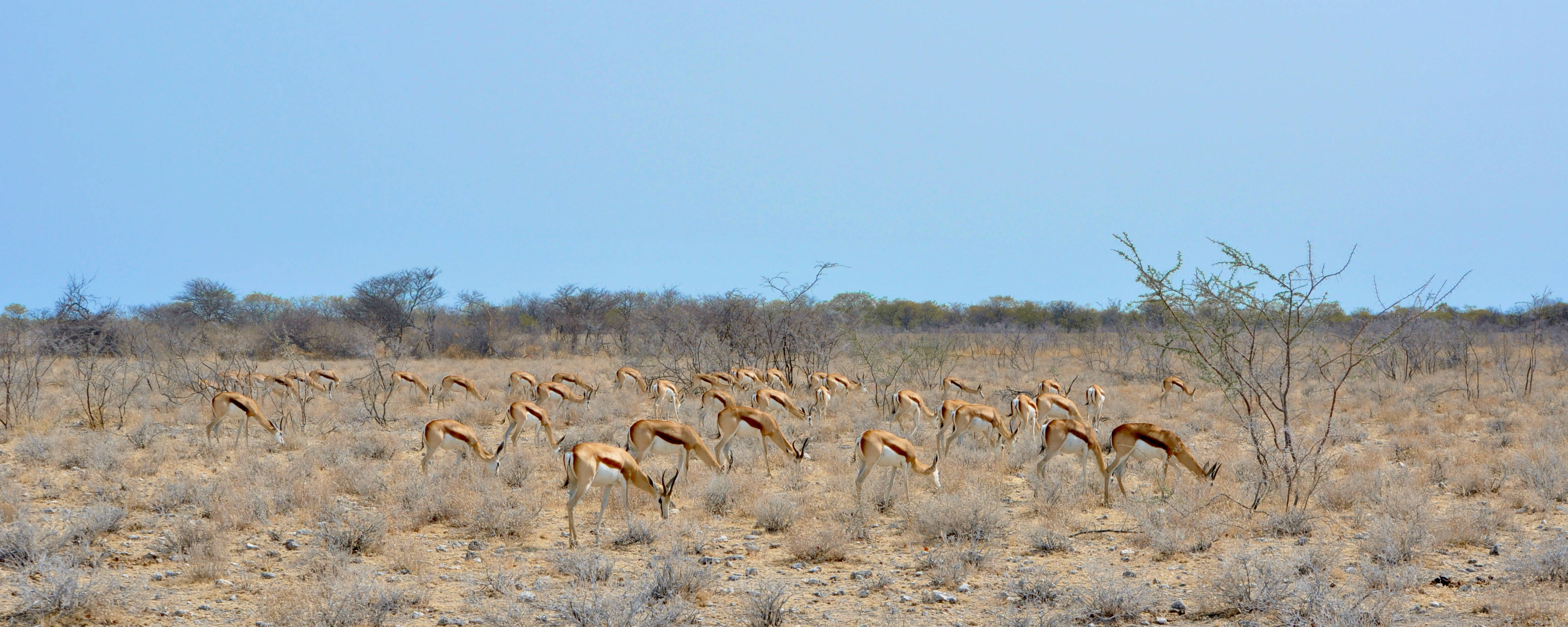 antilopes